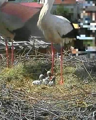 Drei kleine St&ouml;rche sind geschl&uuml;pft. Ein Vierter ist leider gestorben. (Foto: Storchencam)