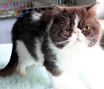 Suche neues Herrchen oder Frauchen (Foto: rh)