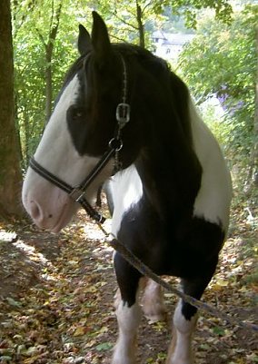 Lucky (Foto: privat)