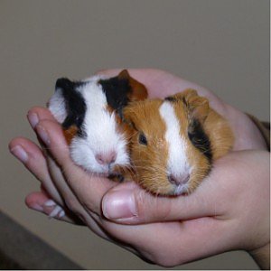 Schweinchen (Foto: C. Knust)