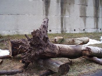 Beim Nussbaum ist auch die Wurzel von Interesse. Bei guter Maserung kann�s in der Kasse klingeln. (Foto: Br&uuml;ggemann)