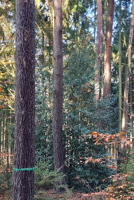 Bild: Halb Strauch, halb Baum und vielen Waldbesuchenden unbekannt: Die Stechpalme. Waldbewirtschaftung sorgt f&uuml;r den Schutz und die Pflege dieser in Th&uuml;ringen sehr seltenen immergr&uuml;nen Laubbaumart