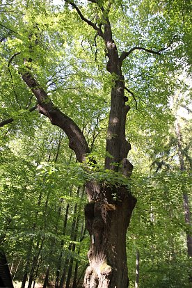 Bild: Ein Spaziergang durch den Wald inspirierte Friedrich Fr&ouml;bel (1782-1852) zur Gr&uuml;ndung des ersten Kindergartens im Jahr 1840 in Blankenburg