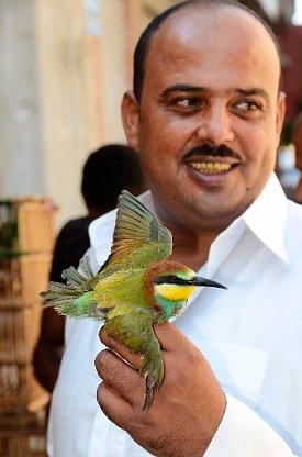 Bild: Vogelmord