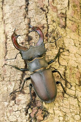 Bild: M&auml;nnlicher Hirschk&auml;fer