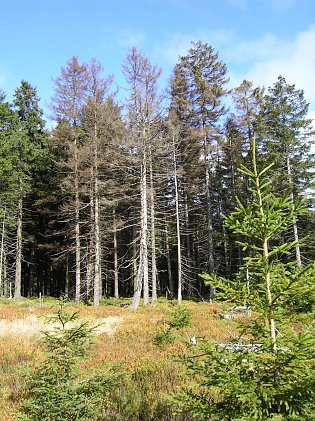 Bild: Durch Borkenk&auml;fer abgestorbene B&auml;ume sind aufgrund ihrer braunen Farbe gut zu erkennen. Frisch befallene B&auml;ume sind jedoch noch gr&uuml;n und oft nur f&uuml;r die Fachleute zu erkennen. Fotos: Nationalpark Harz