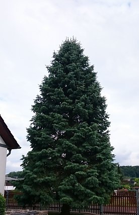 Bild: Der sch&ouml;nste Baum f&uuml;r den Rathausplatz ist gefunden