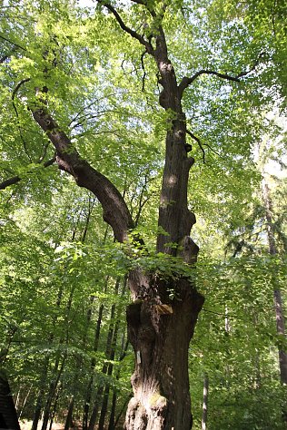 Bild: Ein Spaziergang durch den Wald inspirierte Friedrich Fr&ouml;bel (1782-1852) zur Gr&uuml;ndung des ersten Kindergartens im Jahr 1840 in Blankenburg