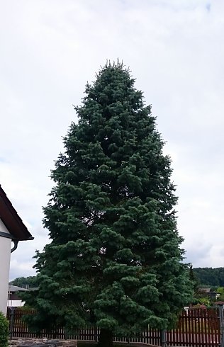 Bild: Der sch&ouml;nste Baum f&uuml;r den Rathausplatz ist gefunden