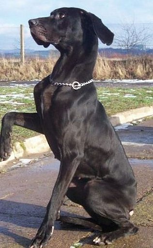Bild: Doggi