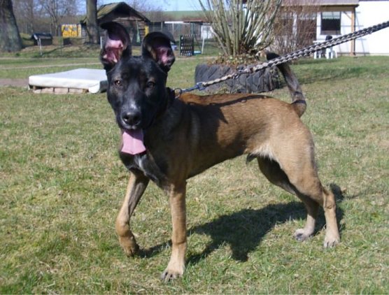 Chekker (Foto: C. Knust)