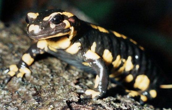 Schutz f&uuml;r Salamander (Foto: privat)