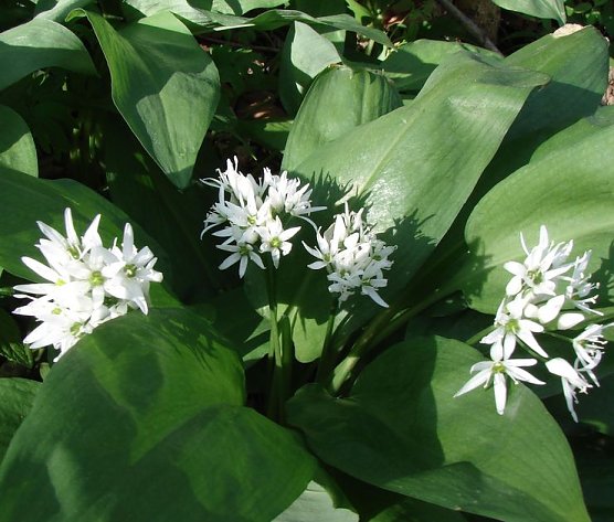 B&auml;rlauch (Foto: V. Schadach)