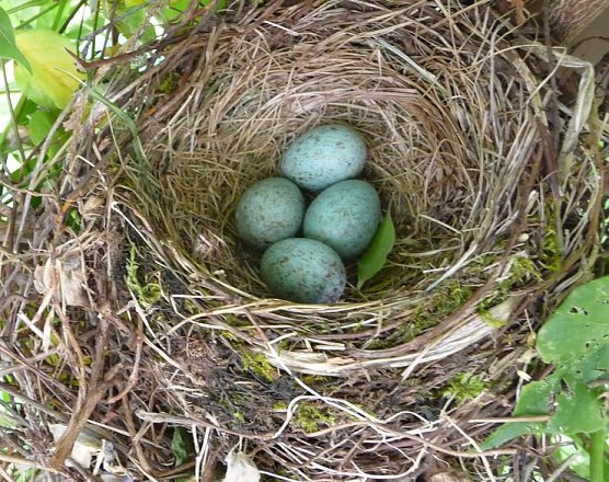 Neues aus dem Nest (Foto: nnz)