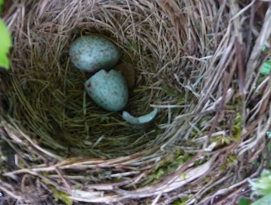 Neues aus dem Nest (Foto: nnz)