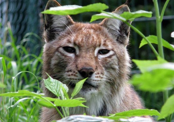 Luchs (Foto: privat) Luchs (Foto: privat)