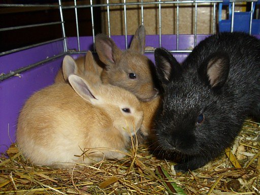 25 St&uuml;ck (Foto: privat)