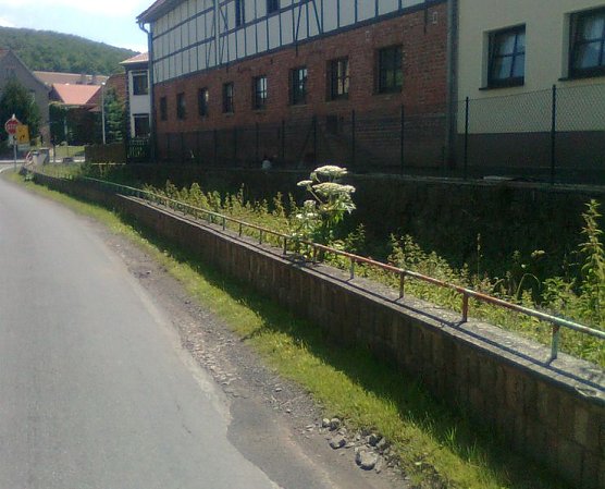 Riesenb&auml;renklau (Foto: privat)