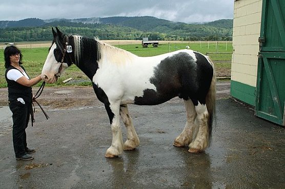 Coole Rasse (Foto: privat)