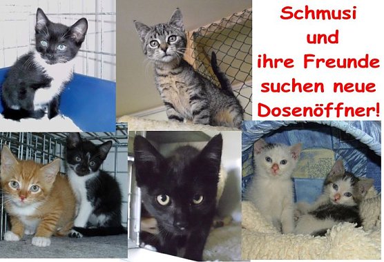 Schmusi und Freunde (Foto: C. Knust) Schmusi und Freunde (Foto: C. Knust)