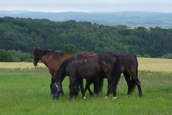 Eingesammelt (Foto: Berufsfeuerwehr)