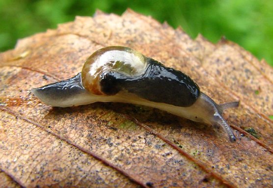 Schnecken entdecken (Foto: W. Wimmer)
