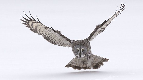 Beeindruckende Bilder (Foto: Greepeace)