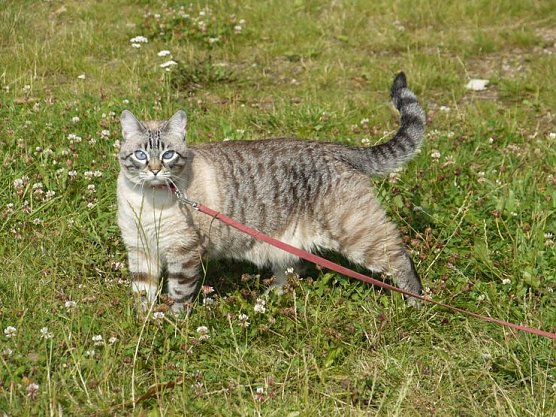 Wachsamer Stubentiger (Foto: nnz)