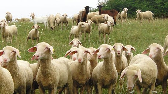 Pflegedesaster (Foto: BUND)