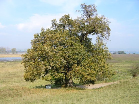 Taternlinde (Foto: Karnstedt) Taternlinde (Foto: Karnstedt)