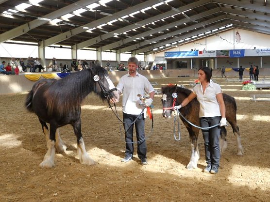 Sir Harry (Foto: privat)