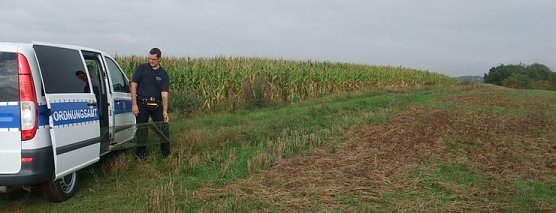Ausgewildert (Foto: PSV)