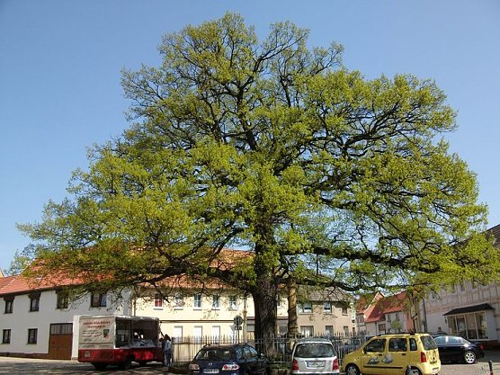 Liebenswerter Baum (Foto: Nebelung) Liebenswerter Baum (Foto: Nebelung)