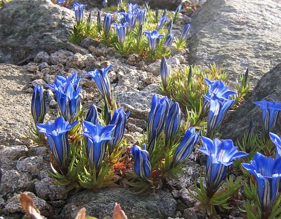 Wellensittich-Enzian (Foto: Dr. Gunter Karste, Nationalpark Harz)