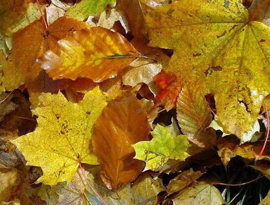 Laub im Herbst (Foto: Wimmer)