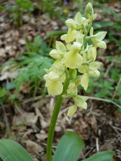 Knabenkraut (Foto: Hankel) Knabenkraut (Foto: Hankel)