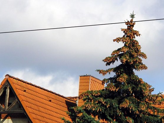 Massen an Zapfen (Foto: B. Schwarzberg) Massen an Zapfen (Foto: B. Schwarzberg)