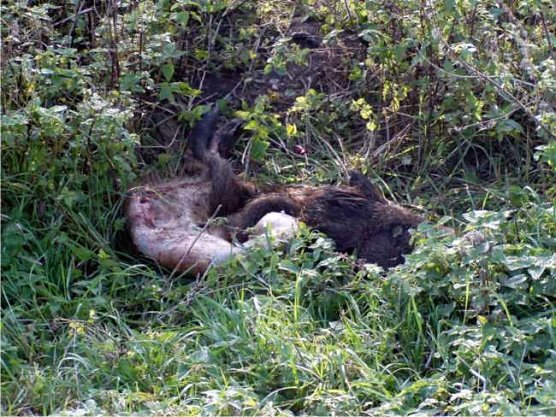 Erlegt und entsorgt (Foto: privat)
