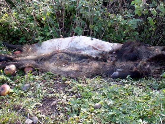 Erlegt und entsorgt (Foto: privat)