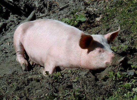 Zufriedene Schweine (Foto: privat)