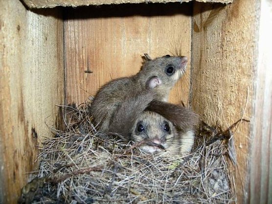 Siebenschl&auml;fer (Foto: privat)