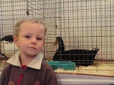 Auf der Suche nach der Martinsgans (Foto: privat)