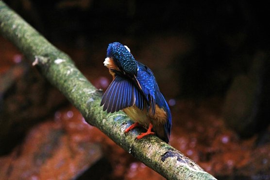 Natürlich Harz (Foto: Juhr und Steinberg) Natürlich Harz (Foto: Juhr und Steinberg)