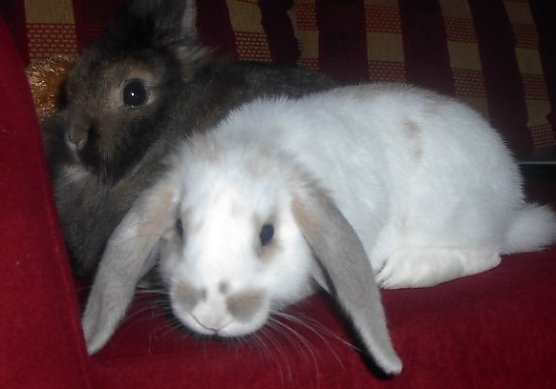 Pflanzen sollen helfen (Foto: privat)