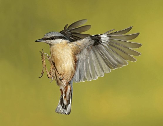 Kleiber im Flug (Foto: M. König) Kleiber im Flug (Foto: M. König)