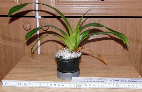 Amerikanischer Frauenschuh (Foto: B. Schwarzberg)