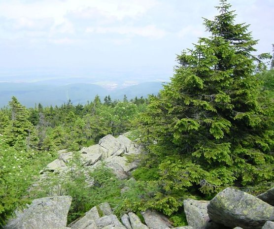 Die Waldgrenze (Foto: privat) Die Waldgrenze (Foto: privat)