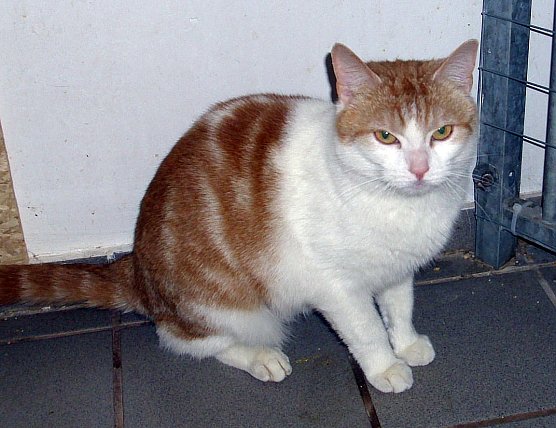 OKN (Foto: OKN) OKN (Foto: OKN)