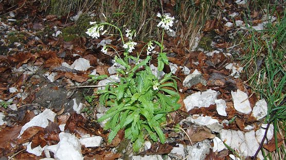 Fotos gesucht (Foto: B. Schwarzberg) Fotos gesucht (Foto: B. Schwarzberg)