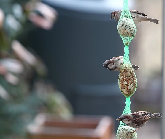 Futterspiele (Foto: nnz)